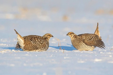 Sharp-tailed Grouse (Tympanuchus phasianellus), Minnesota, USA