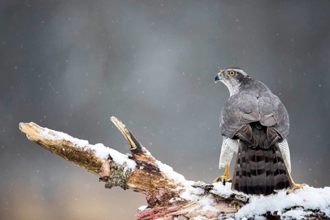 Northern Goshawk (Accipiter gentilis) male perched on a snowy tree trunk, Bialowieca National Park,