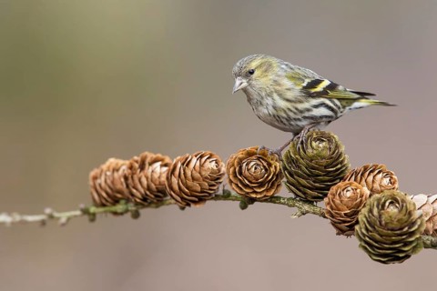 Eurasian Siskin (Spinus spinus) female perched on a branch, Poland