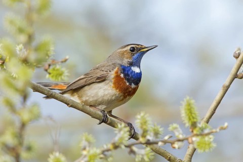 Bluethroat (Luscinia svecica cyanecula) male, Rhineland-Palatinate, Germany