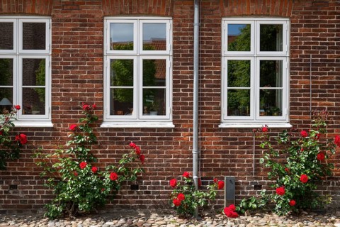 Double casement windows and blooming red rose bushes in front of a brick wall, Old Town,