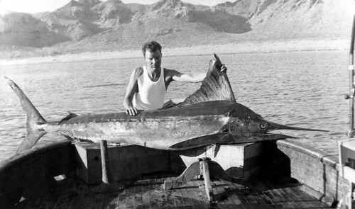 Striped marlin (Kajikia audax), fisherman showing catch in his boat. ca. 1930s