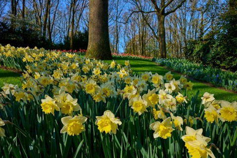 A peaceful park with an abundance of blooming daffodils and tall trees, Keukenhof, Lisse, province