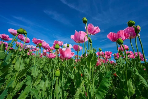 Opium poppy (Papaver somniferum), pink poppies against blue sky, summer, Germerode, Geo nature park