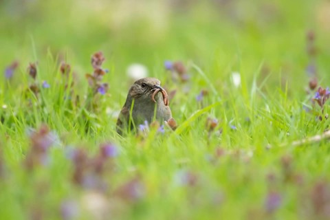 Dunnock or Hedge sparrow (Prunella modularis) adult bird collecting a worm in its beak in