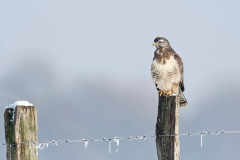 In snow and frost... Buzzard (Buteo buteo) perches on a fence post in the snow on a cold winter's