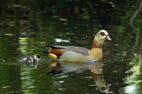 A Nile Goose (Alopochen aegyptiaca) swims comfortably with a chick on a pond in the forest, animal