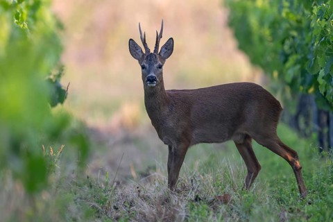 Roebuck in the vineyard in summer, Wittlich, Rhineland-Palatinate, Germany