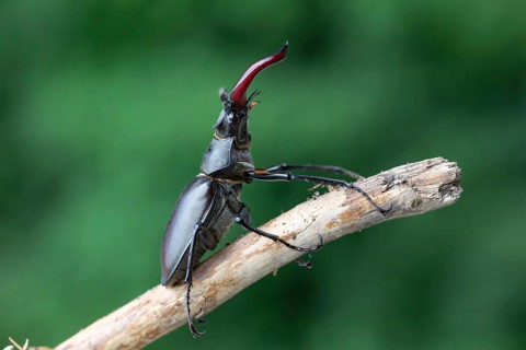 Detailed close-up of a stag beetle (Lucanus cervus) in its natural habitat