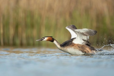 Territorial behaviour... Great Crested Grebe (Podiceps Scalloped ribbonfish) sprints, runs across