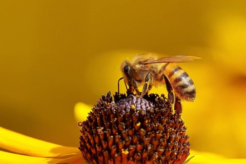 European honey bee (Apis mellifera), collecting nectar from a yellow coneflower (Echinacea