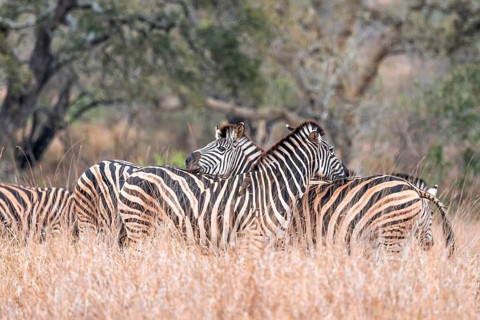 Steppe zebra (Equus quagga), adult, in dry tall grass, cuddling, Kruger National Park, South Africa