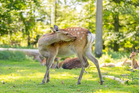 Sika deer (Cervus nippon) standing on a meadow, Bavaria, Germany