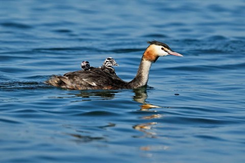 Great Crested Grebe (Podiceps Scalloped ribbonfish), with two chicks in plumage swimming in the