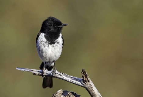 Hooded Robin (Melanodryas cucullata), Victoria, Australia