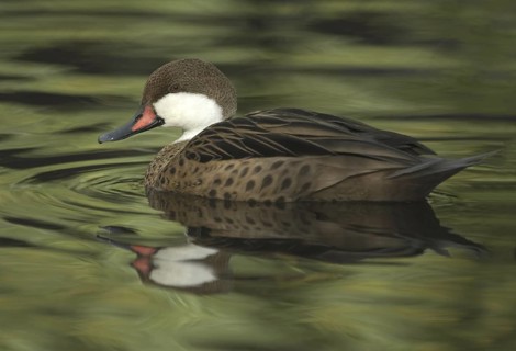White-cheeked Pintail (Anas bahamensis), British Columbia, Canada