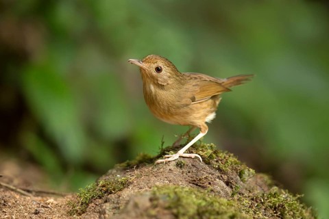 Buff-breasted Babbler (Pellorneum tickelli), Pahang, Malaysia