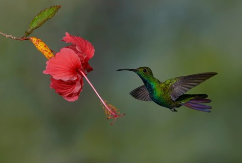 Green-breasted Mango (Anthracothorax prevostii) - at Laguna Lagarto Lodge near Boca Tapada, Costa