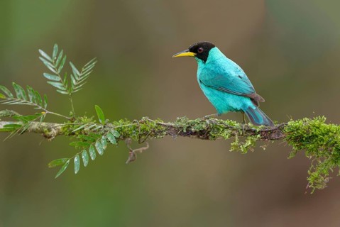 Male Green Honeycreeper (Chlorophanes spiza) - at Laguna Lagarto Lodge near Boca Tapada, Costa Rica