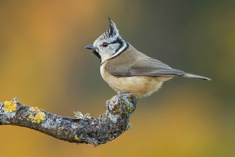 European Crested Tit (Lophophanes cristatus), perched on a branch, Galicia, Spain