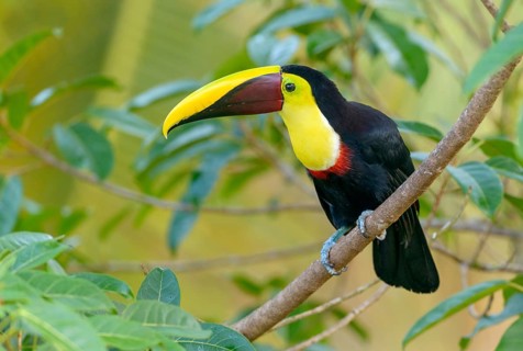 Black-manabilled Toucan (Ramphastos ambiguus) - at Laguna Lagarto Lodge near Boca Tapada, Costa