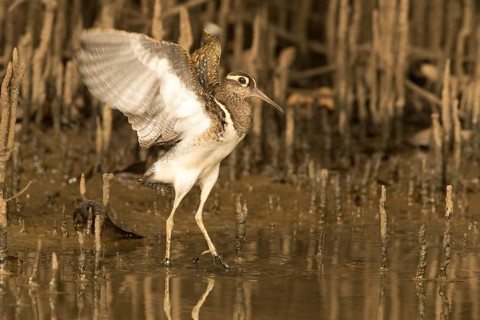 Greater Painted-snipe (Rostratula benghalensis), Gambia