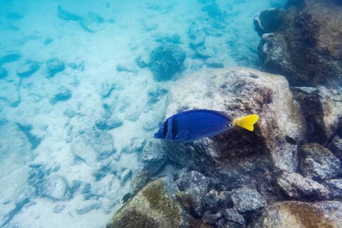 Palmetto surgeonfish (Paracanthurus hepatus), underwater, Galapagos, Ecuador