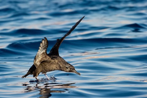 Sooty Shearwater (Ardenna grisea) flying, Eilat, Israel