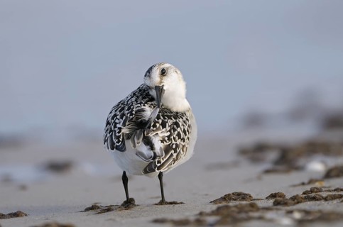 Sanderling (Calidris alba), Sanderling, diesjaehriger Jungvogel im Schlichtkleid, putzt sich, am