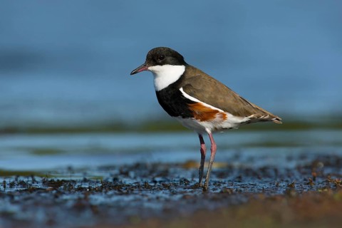 Red-kneed Dotterel (Erythrogonys cinctus) foraging, Victoria, Australia