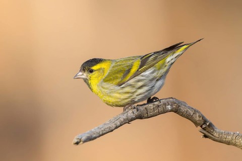 Eurasian Siskin (Spinus spinus) male perched on a branch, Carinthia, Austria