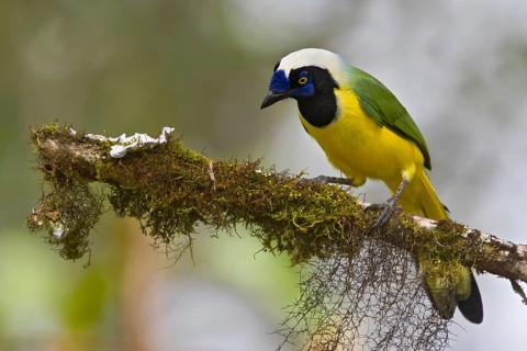 Inca Jay (Cyanocorax yncas), Ecuador