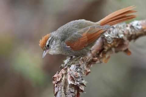 Baron's Spinetail (Cranioleuca baroni), Central Highlands, Peru