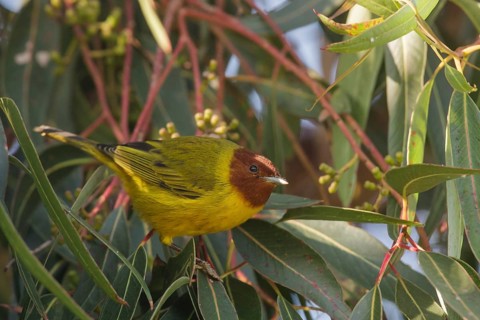Mangrove Warbler (Setophaga petechia bryanti) male, California, USA