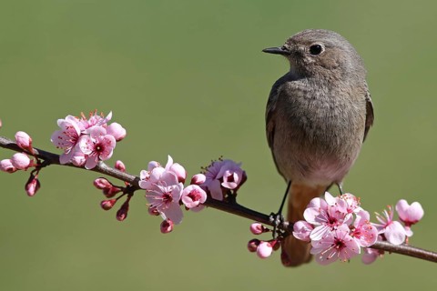Black Redstart (Phoenicurus ochruros) female, Baden-Wuerttemberg, Germany