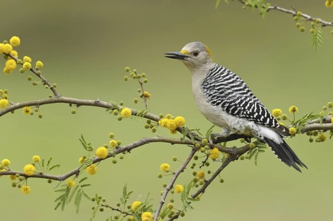 Golden-fronted Woodpecker (Melanerpes aurifrons), Texas, USA