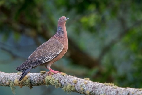 Picazuro Pigeon (Patagioenas picazuro) perched on a branch in the Atlantic rainforest of southeast