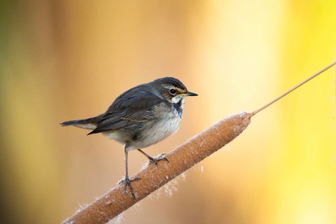 Bluethroat (Luscinia svecica cyanecula) young female perched on cattail, Castile-La Mancha, Spain