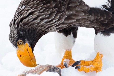 Steller's Sea Eagle (Haliaeetus pelagicus) feeding on a fish on snow, Hokkaido, Japan