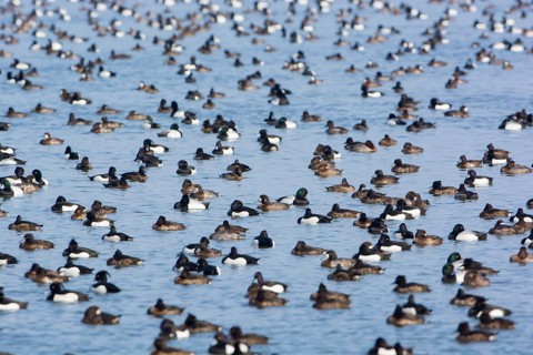 Greater Scaup & Tufted Duck (Aythya marila & Aythya fuligula) huge group on a lake,