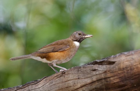 White-necked Thrush (Turdus albicollis), Sao Paulo, Braszil