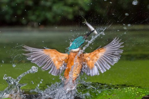 Common Kingfisher (Alcedo atthis) male fishing, Lower Saxony, Germany