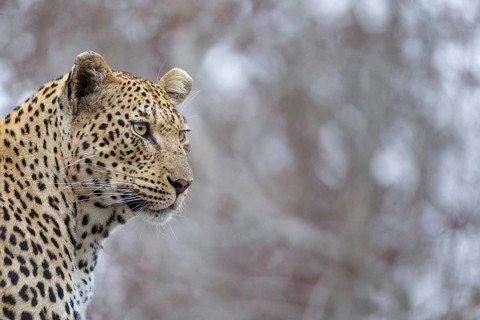 Leopard (Panthera pardus) portrait, Sabi Sands, South Africa