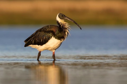 Straw-necked Ibis (Threskiornis spinicollis), Victoria, Australia