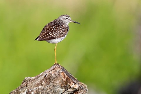 Wood Sandpiper (Tringa glareola), Mecklenburg-Western Pomerania, Germany