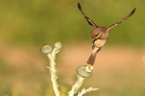 Red-backed Shrike (Lanius collurio) female flying, Baden-Wuerttemberg, Germany