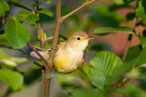 Icterine Warbler (Hippolais icterina), Baden-Wuerttemberg, Germany