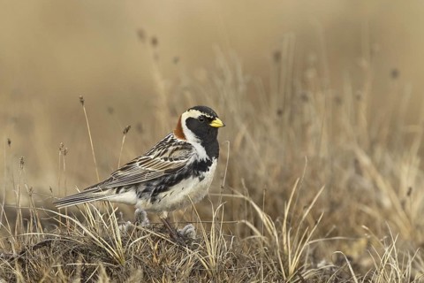 Lapland Longspur (Calcarius lapponicus) male, Alaska, USA