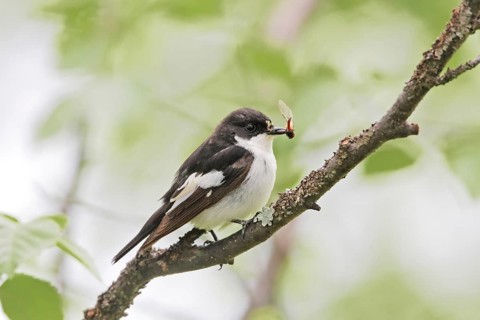 European Pied Flycatcher (Ficedula hypoleuca) male, Norway