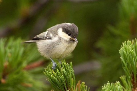Coal Tit (Periparus ater) juvenile, Liechtenstein